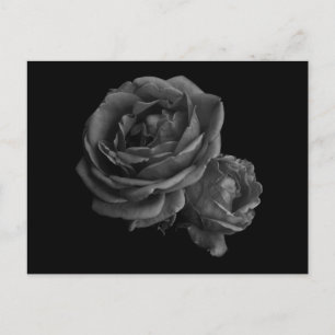 Gothic Black Roses Postcard