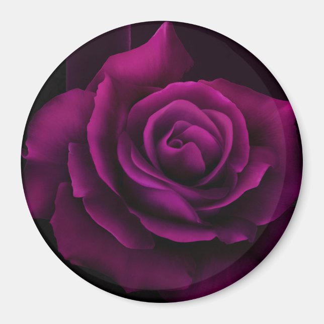 Gothic Purple-Red Rose Flower Magnet (Front)