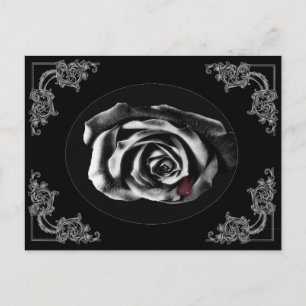 Gothic Vampire Black rose postcards