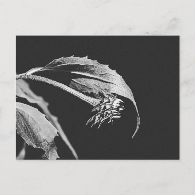 Gothic Wilting Flower Photo Reprint Postcard (Front)