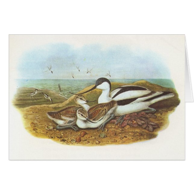Gould - Avocet - Recurvirostra avosetta (Front Horizontal)