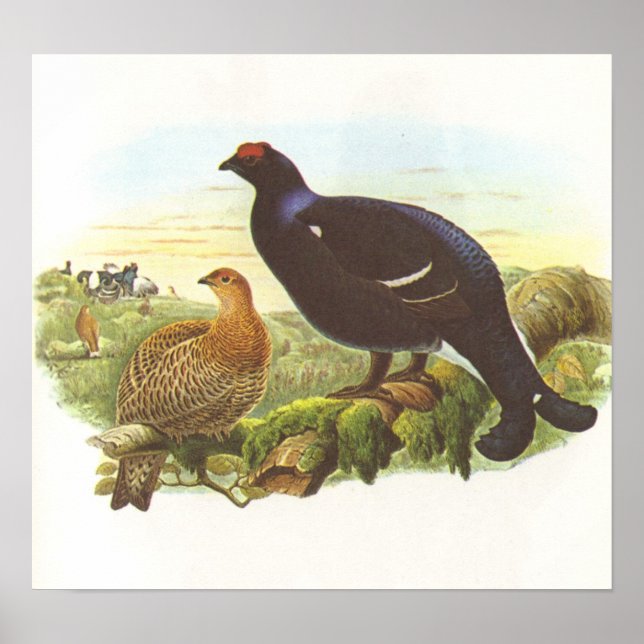 Gould - Black Grouse - Lyrurus tetrix Poster (Front)