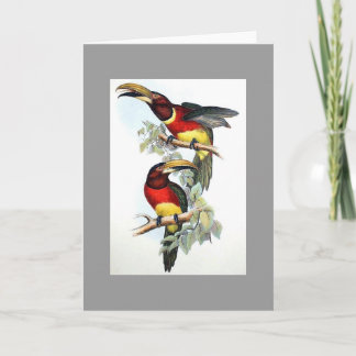 Gould - Double-Collared Aracari Toucan Card