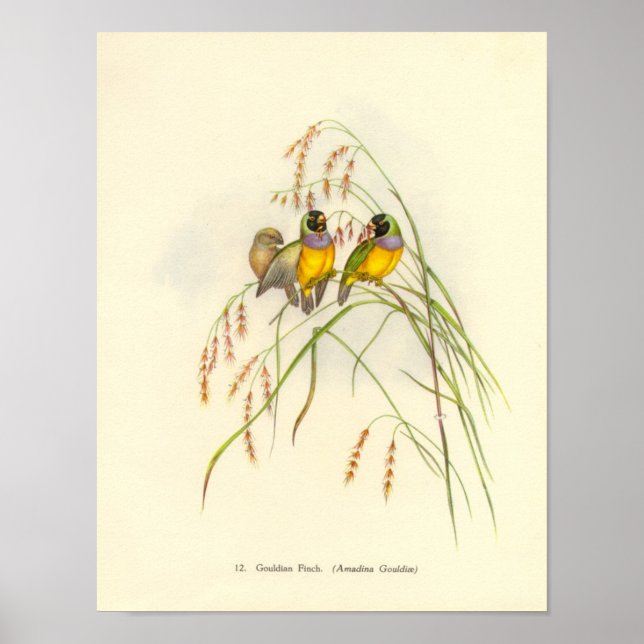 Gould Gouldian Finch Portfolio Poster (Front)
