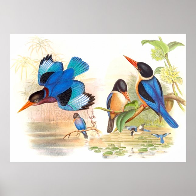 Gould Kingfisher Birds Poster (Front)