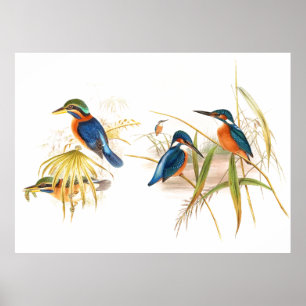 Gould Kingfisher Birds Poster