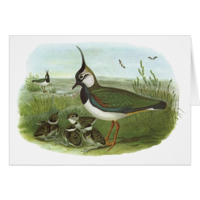 Gould - Lapwing - Vanellus vanellus (Front Horizontal)