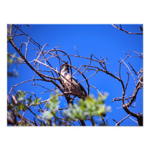 Gould Mesa Trail, CA Photo Print