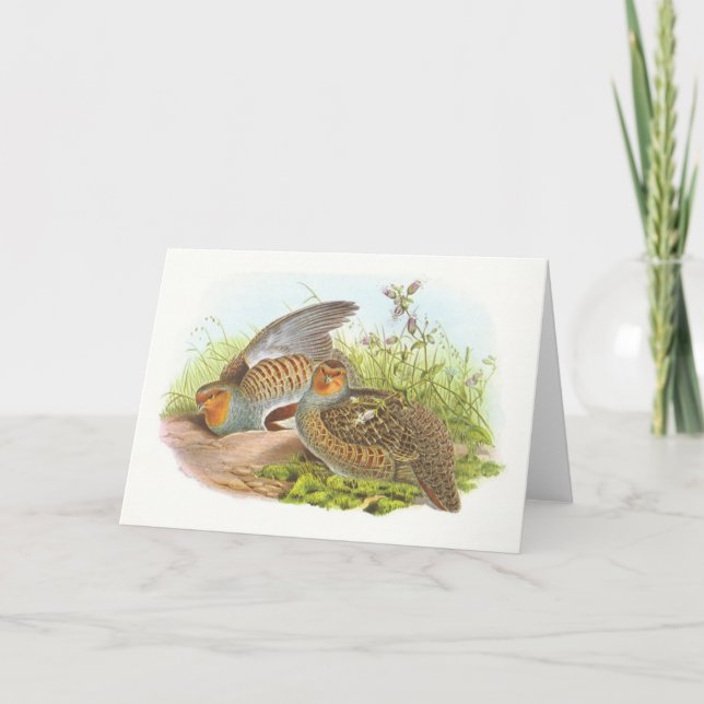 Gould - Partridge - Perdix perdix Card (Front)