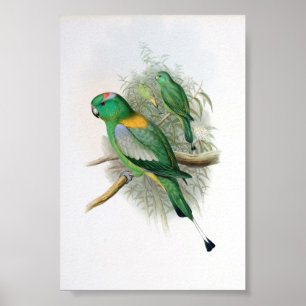 Gould - Racket-Tailed Parrot Poster