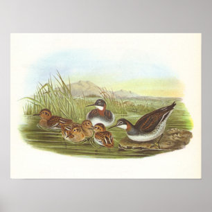 Gould - Red-Necked Phalarope - Phalaropus lobatus Poster
