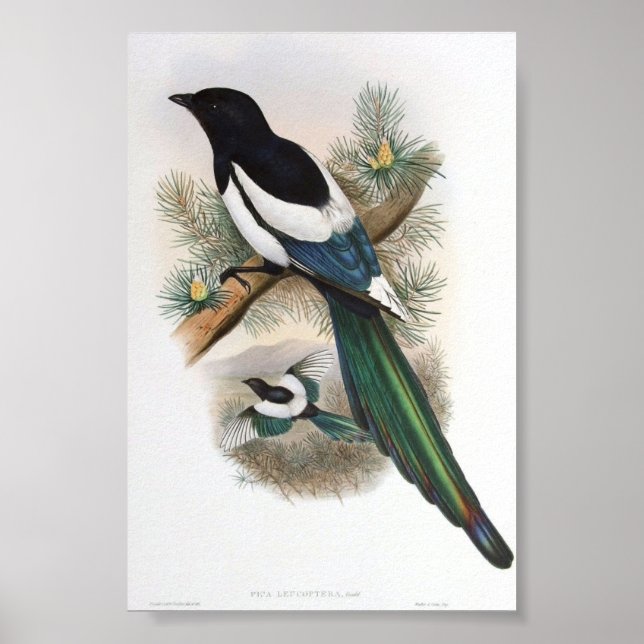 Gould - White-Winged Magpie Portfolio Poster (Front)