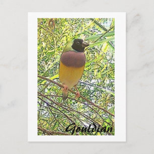 Gouldian card