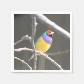 Gouldian finch napkin