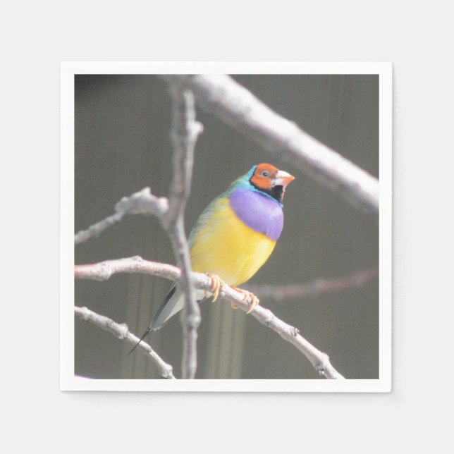 Gouldian finch napkin (Front)