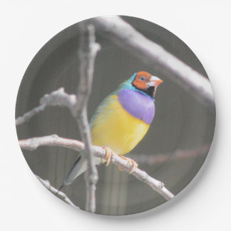 Gouldian finch paper plate