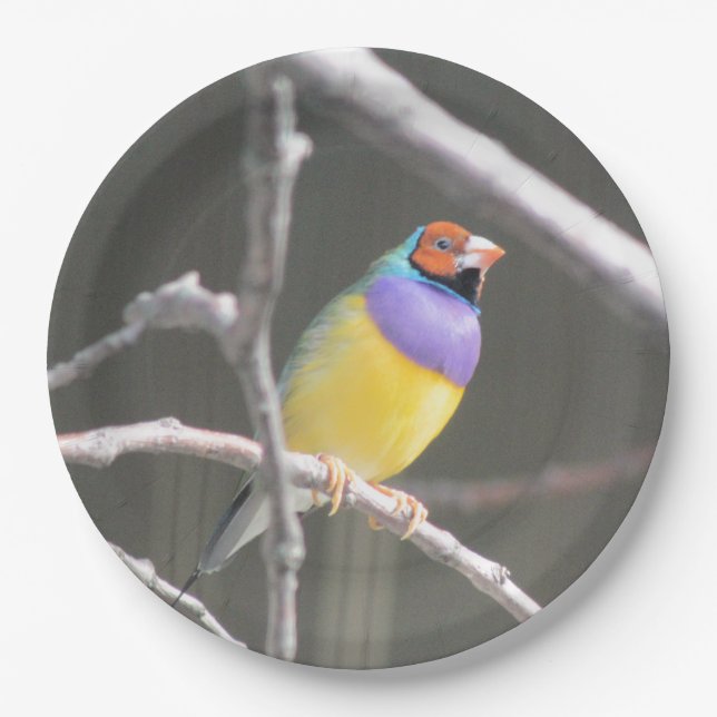 Gouldian finch paper plate (Front)