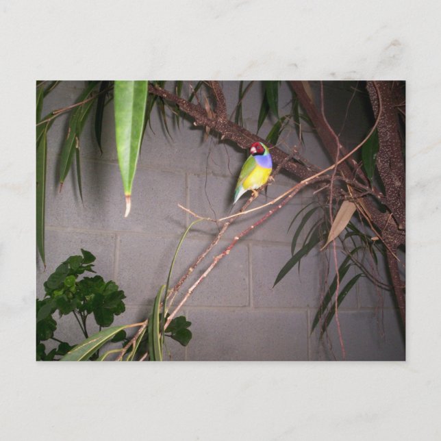Gouldian Finch Postcard (Front)