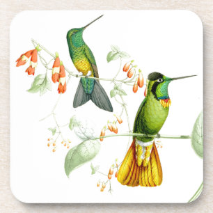 Goulds' Hummingbirds Coaster