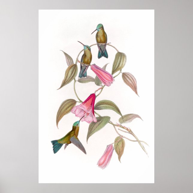 Goulds Hummingbirds Poster (Front)