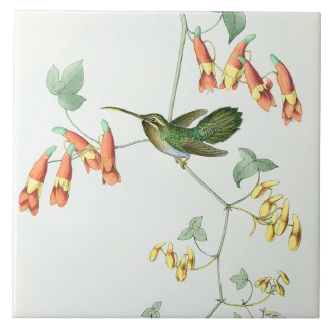 Goulds' Hummingbirds Tile (Front)