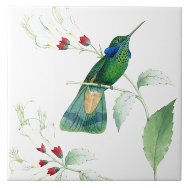 Goulds' Hummingbirds Tile (Front)