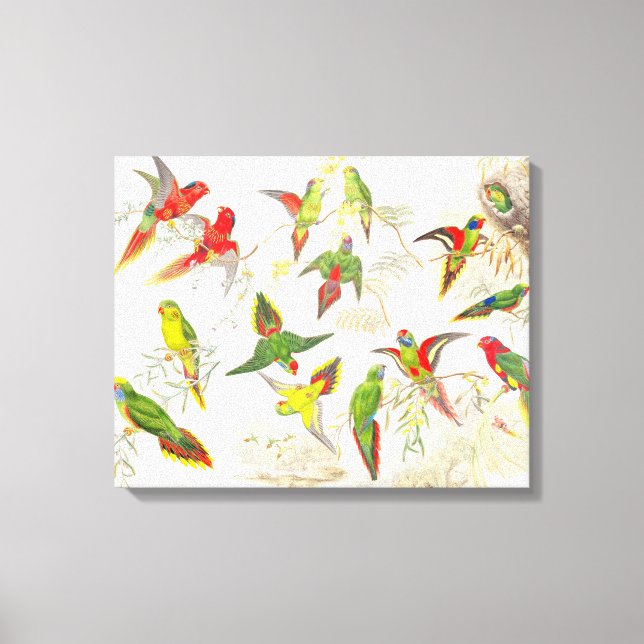 Goulds Lorikeet Parrot Birds Wrapped Canvas Print (Front)
