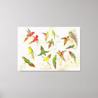 Goulds Lorikeet Parrot Birds Wrapped Canvas Print