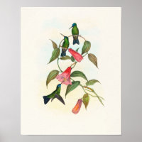 Gould's Wood Nymph by John Gould Print