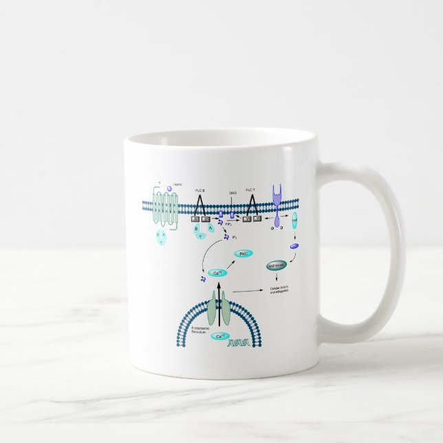 GPCR pathway Coffee Mug (Right)