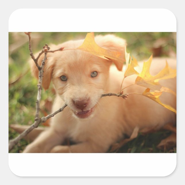 gr pup with branch square sticker (Front)