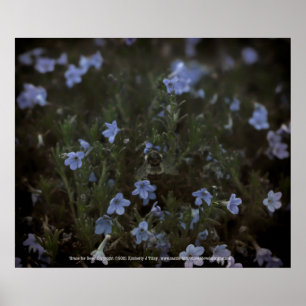 Grace for Bees Poster