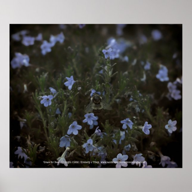 Grace for Bees Poster (Front)