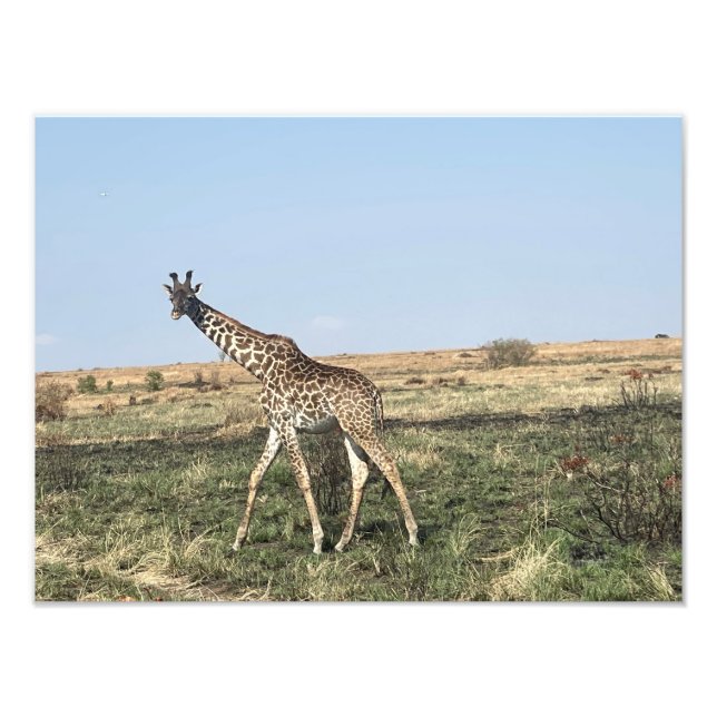 Grace in Motion – African Giraffe Photo Print (Front)