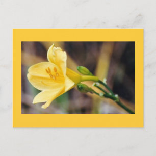 Grace Postcard
