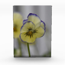 Grace Whispered:  Yellow & Violet Pansy Bloom