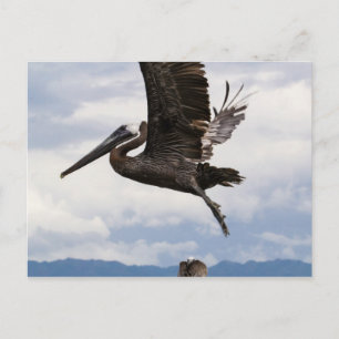 Graceful Brown Pelican Postcard