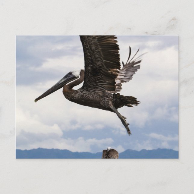 Graceful Brown Pelican Postcard (Front)