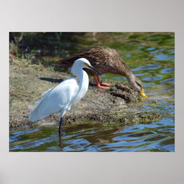 Graceful Egret bird and Duck Poster (Front)