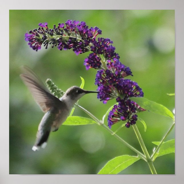 Graceful Flight: Hummingbird Soaring Poster (Front)