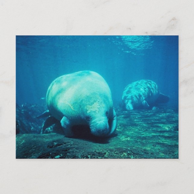 Graceful Florida Manatees Post Card (Front)