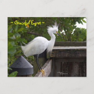 Graceful fluffy Egret Bird Postcard