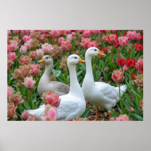 Graceful Geese in Blooming Garden Animal Lover Poster