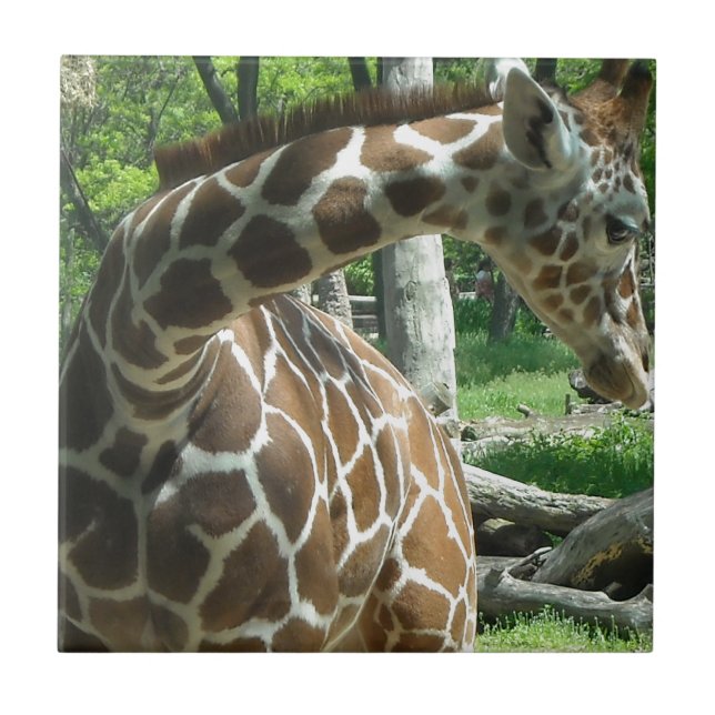 Graceful Giraffe Tile (Front)
