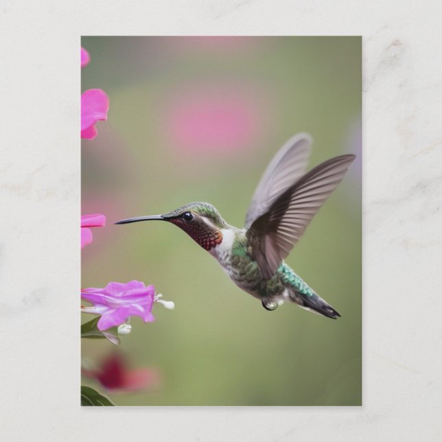 Graceful Hummingbird- Nature Photography Postcard (Front)