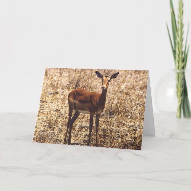 Graceful Lady (Impala) Card (Front)