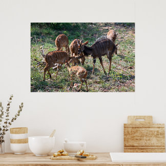 Graceful Nyala Antelope in Africa Poster