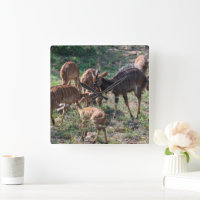 Graceful Nyala Antelope in Africa