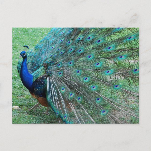 Graceful peacock paradisiac bird postcard (Front)