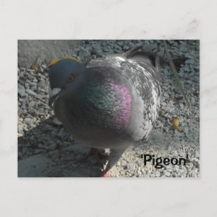 Graceful Pigeon Postcard